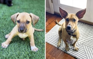 Illustration de l'article : 18 photos de chiens qui ont connu une véritable transformation en grandissant