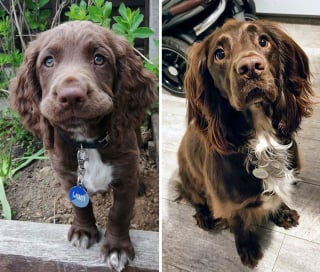 Illustration de l'article : 18 photos de chiens qui ont connu une véritable transformation en grandissant