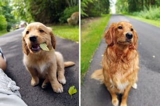 Illustration de l'article : 18 photos de chiens qui ont connu une véritable transformation en grandissant