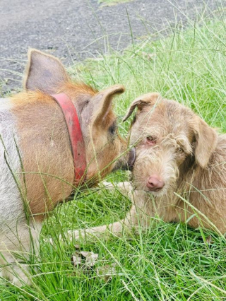 Illustration de l'article : Une chienne errante et un porcelet sauvé in extremis développent une amitié improbable auprès d'un couple au grand coeur 