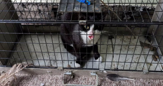 Illustration de l'article : Une chatte domestique enfermée pendant 10 jours dans une maison abandonnée trouve un moyen instinctif pour rester en vie