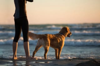 Illustration de l'article : 8 informations très intéressantes à connaître avant d’accueillir un Golden Retriever dans son foyer