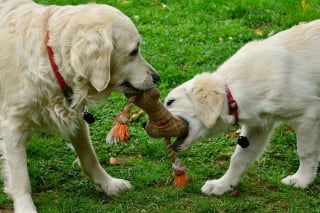 Illustration de l'article : 8 informations très intéressantes à connaître avant d’accueillir un Golden Retriever dans son foyer