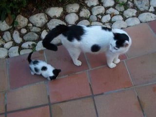 Illustration de l'article : 12 photos de chats ou de chiens qui ont réellement un air de famille