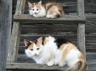 Illustration de l'article : 12 photos de chats ou de chiens qui ont réellement un air de famille