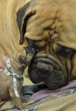 Illustration de l'article : 12 photos de chats ou de chiens qui ont réellement un air de famille