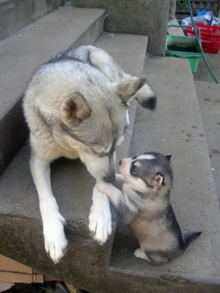 Illustration de l'article : 12 photos de chats ou de chiens qui ont réellement un air de famille