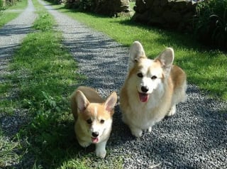 Illustration de l'article : 12 photos de chats ou de chiens qui ont réellement un air de famille