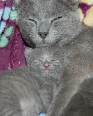 Illustration de l'article : 12 photos de chats ou de chiens qui ont réellement un air de famille