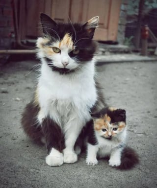 Illustration de l'article : 12 photos de chats ou de chiens qui ont réellement un air de famille