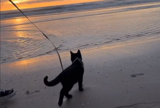 Illustration de l'article : L’attendrissant moment où un chat qui déteste l’eau est fasciné par le mouvement de la mer (vidéo)