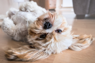 Illustration de l'article : Entre travail pet friendly et congés spéciaux, Santévet multiplie les initiatives au service du bien-être des salariés et leurs animaux