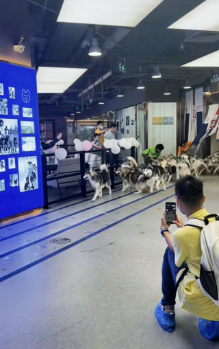 Illustration de l'article : Excités par la visite de leur propriétaire, 100 Huskies s’échappent d’un bar à chiens et sèment le chaos dans un centre commercial (vidéo) 