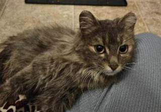 Illustration de l'article : Les nouvelles sont bonnes pour Athena, la chatte enceinte perdue puis retrouvée à l'aéroport après avoir été sauvée d'un broyeur