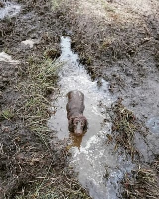 Illustration de l'article : 17 photos de chiens qui ont réservé une " belle " surprise à leur maître