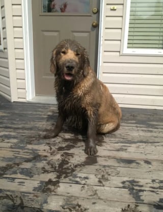 Illustration de l'article : 17 photos de chiens qui ont réservé une " belle " surprise à leur maître