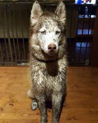 Illustration de l'article : 17 photos de chiens qui ont réservé une " belle " surprise à leur maître