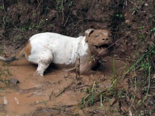 Illustration de l'article : 17 photos de chiens qui ont réservé une " belle " surprise à leur maître