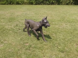 Illustration de l'article : 17 photos de chiens qui ont réservé une " belle " surprise à leur maître