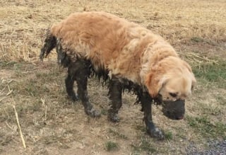 Illustration de l'article : 17 photos de chiens qui ont réservé une " belle " surprise à leur maître