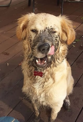 Illustration de l'article : 17 photos de chiens qui ont réservé une " belle " surprise à leur maître