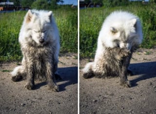 Illustration de l'article : 17 photos de chiens qui ont réservé une " belle " surprise à leur maître