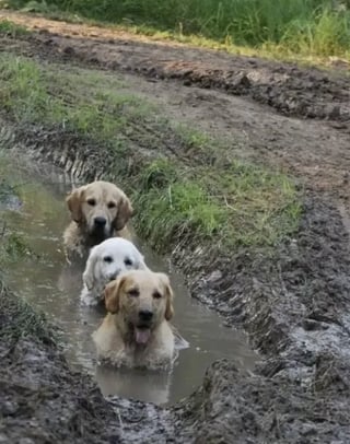 Illustration de l'article : 17 photos de chiens qui ont réservé une " belle " surprise à leur maître