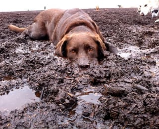 Illustration de l'article : 17 photos de chiens qui ont réservé une " belle " surprise à leur maître