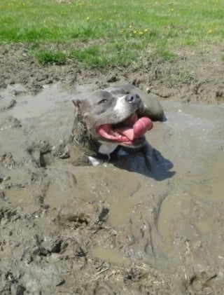 Illustration de l'article : 17 photos de chiens qui ont réservé une " belle " surprise à leur maître