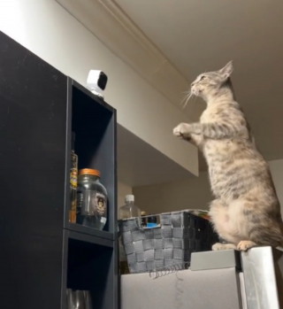 Illustration de l'article : Ce chat à qui la maîtresse manque terriblement monte sur le réfrigérateur et agite les pattes pour une raison émouvante (vidéo)