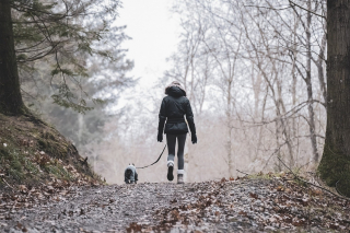 Illustration de l'article : A partir de ce lundi 15 avril, promener votre chien en forêt sans laisse pourrait vous coûter cher
