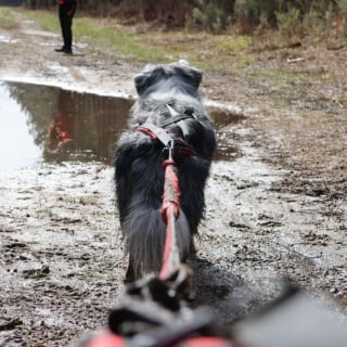 Illustration de l'article : Cani Ninja, une course d'obstacles unique pour renforcer la complicité entre chiens et maîtres vous donne rendez-vous en Dordogne les 25 et 26 mai