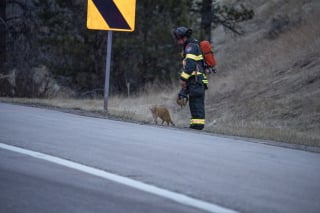 Illustration de l'article : Après avoir aidé les pompiers lors d’un accident, ce chat errant et serviable reçoit une récompense inestimable