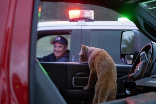 Illustration de l'article : Après avoir aidé les pompiers lors d’un accident, ce chat errant et serviable reçoit une récompense inestimable