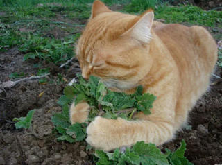 Illustration de l'article : 15 photos de chats pris en flagrant délit d’abus d’herbe à chat