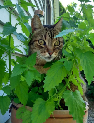 Illustration de l'article : 15 photos de chats pris en flagrant délit d’abus d’herbe à chat