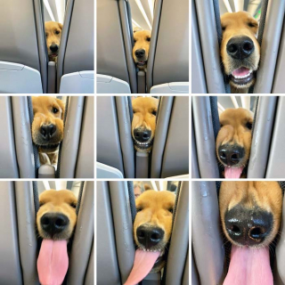 Illustration de l'article : 16 photos de chats ou de chiens pas comme les autres lors de leur voyage en avion