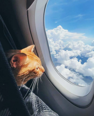 Illustration de l'article : 16 photos de chats ou de chiens pas comme les autres lors de leur voyage en avion