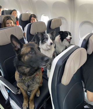 Illustration de l'article : 16 photos de chats ou de chiens pas comme les autres lors de leur voyage en avion