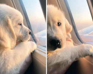 Illustration de l'article : 16 photos de chats ou de chiens pas comme les autres lors de leur voyage en avion