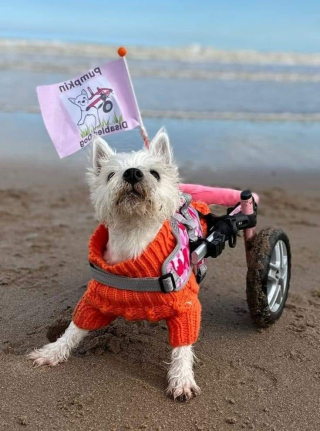 Illustration de l'article : La désillusion totale pour une femme qui doit choisir entre son chien handicapé et ses vacances après avoir remporté un séjour