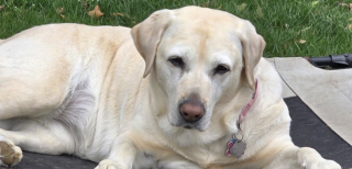 Illustration de l'article : Renoncer à devenir chienne guide d'aveugle n'a pas empêché Molly d'agir en héroïne en alertant sa famille d'un péril imminent