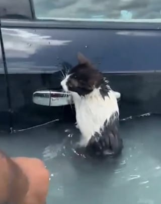 Illustration de l'article : Un chat s'accroche désespérément à la poignée de porte d'une voiture pour survivre à des inondations sans précédent (vidéo)