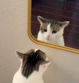 Illustration de l'article : En voyant son reflet dans le miroir pour la première fois, ce chat a une réaction épique (vidéo)