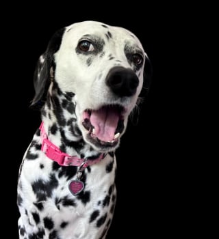 Illustration de l'article : 13 photos qui montrent que les chiens sont capables d'avoir des expressions humaines