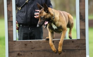 Illustration de l'article : Ébranlé par la vie, ce chien trouve un second souffle en livrant toutes ses forces intégrer les services de police