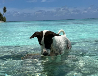 Illustration de l'article : Lors de ses baignades sur une plage paradisiaque, cette chienne joue avec de redoutables amis (vidéo)