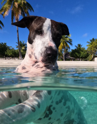 Illustration de l'article : Lors de ses baignades sur une plage paradisiaque, cette chienne joue avec de redoutables amis (vidéo)