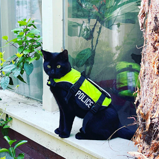 Illustration de l'article : À cause de sa maladresse, ce chat noir espiègle est devenu chat policier dans une grande ville touristique