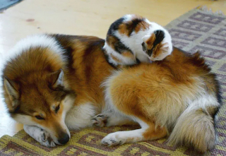 Illustration de l'article : 16 photos montrant que l’amitié entre chiens et chats peut être fusionnelle